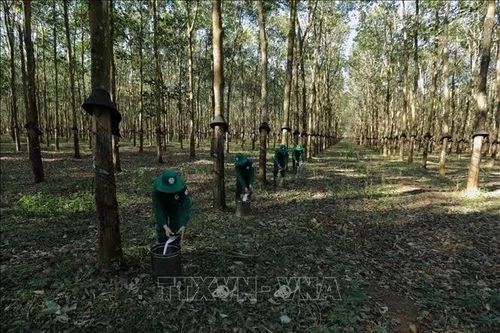 Gia Lai: Thúc đẩy chuyển đổi hơn 10.000 ha cao su chết, kém phát triển