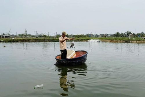 Bỏ nuôi tôm thẻ, nông dân thử nuôi cá 'đặc sản', kỳ vọng lãi 450 triệu đồng/ha