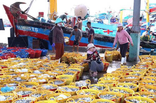 Nhịp sống ở bến Cảng Cà Ná