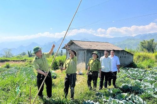 Thu hồi, tiêu hủy lưới tàng hình bẫy chim hoang dã