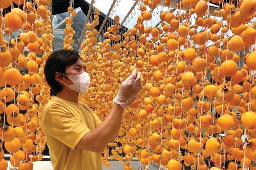 Đà Lạt vào mùa hồng treo gió