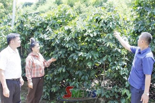 Chiềng Cơi nâng cao giá trị cây cà phê