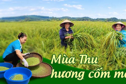 Mùa thu hương cốm mới