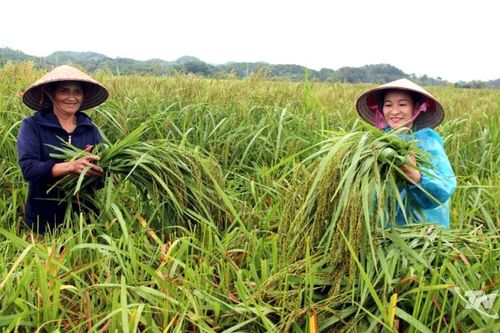 Mùa thu hương cốm mới