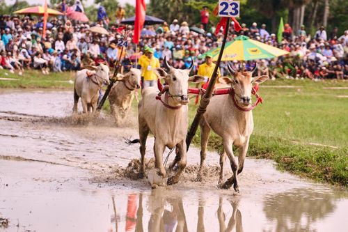 Bình Điền: 5 năm đồng hành cùng di sản Đua bò Bảy Núi