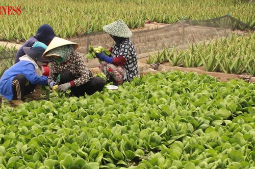 Nhân rộng sinh kế bền vững, câu chuyện từ mô hình HTX ở Sơn Qui