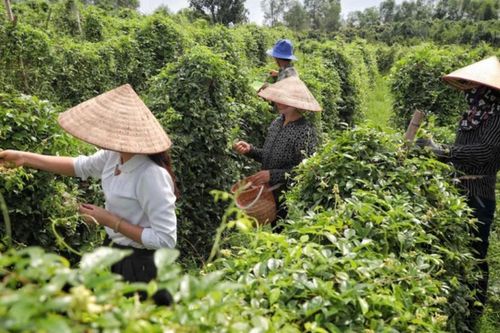 Hành trình từ tổ nhóm liên kết đến HTX: Lời giải cho sinh kế bền vững
