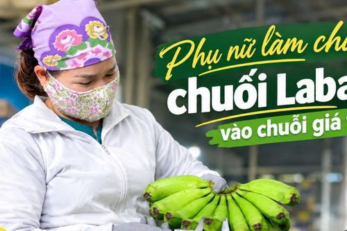 Phụ nữ làm chủ, chuối Laba vào chuỗi giá trị