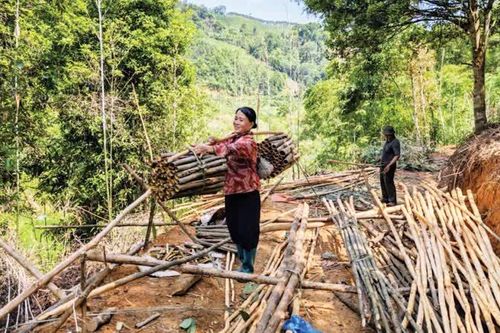 Niềm vui của người trồng quế ở xã Canh Tân