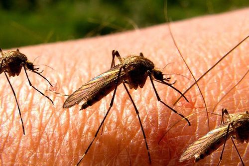Quốc gia duy nhất trên thế giới không có bóng dáng con muỗi nào