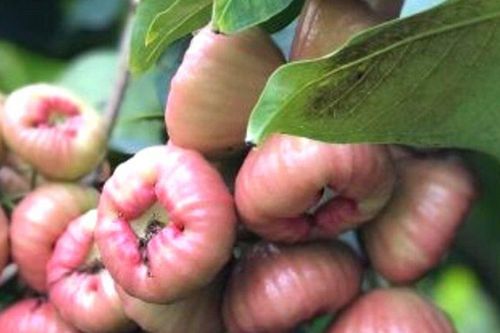 Thứ quả có những đường gân nổi kỳ lạ, quả to gần bằng bàn tay, xưa quen thuộc ở miền Tây nay được rao bán 50.000 đồng/kg