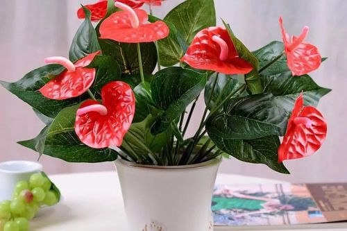 Dân văn phòng muốn góc làm việc tươi mát, đừng bỏ qua 4 loại cây xanh này