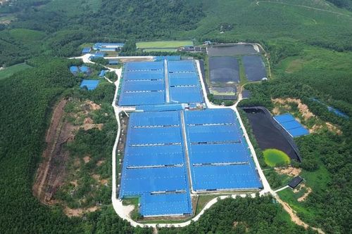 Vi phạm về môi trường, 4 trang trại chăn nuôi lợn ở Thanh Hóa bị xử phạt