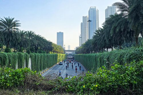 Hà Nội định hướng mỗi tuyến phố trồng một loài cây đặc trưng
