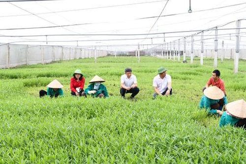 Chủ tịch UBND thành phố Hà Nội sẽ đối thoại với nông dân về phát triển 'nông nghiệp xanh'