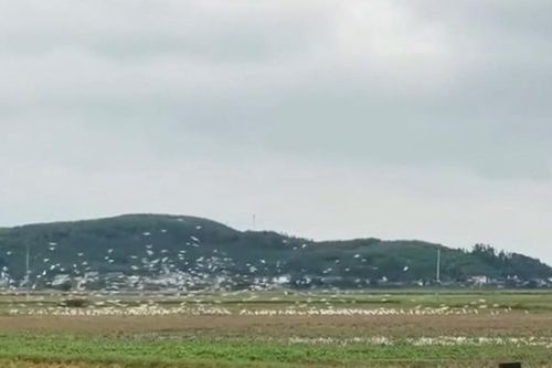Hàng nghìn con cò trắng kéo về cánh đồng ở Nghệ An