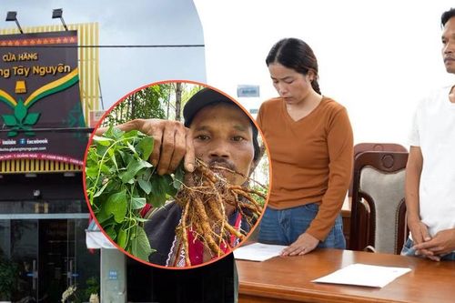 Vợ chồng chủ kênh 'Già làng Tây Nguyên' bị khởi tố liên quan sâm Ngọc Linh
