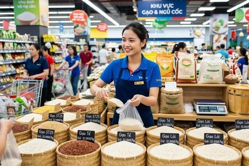 Giá lúa gạo hôm nay 13.10.2026: OM 18, Đài Thơm 8 giữ vùng cao