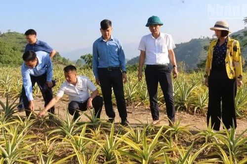 Điện Biên phê duyệt, triển khai 350 dự án, mô hình hỗ trợ phát triển sản xuất từ nguồn vốn Chương trình mục tiêu quốc gia