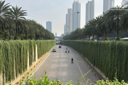 [Ảnh] Trụ cầu, đường hầm ở Hà Nội bắt đầu được phủ xanh