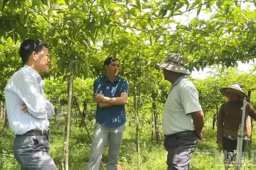 Mở hướng đi mới cho nông nghiệp bền vững ở xã Anh Dũng, Khánh Hòa
