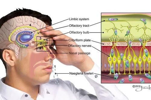 Vì sao 'amip ăn não' có thể tìm đường vào não người?