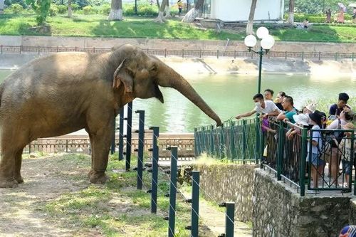 Quy hoạch một phần Công viên Thủ Lệ sang mô hình 'trải nghiệm sinh cảnh hoang dã tự nhiên'