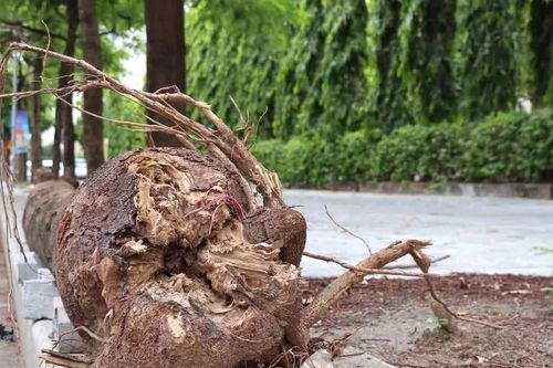 Chủ tịch Hà Nội yêu cầu hạn chế tối đa chặt hạ, dịch chuyển cây xanh khi làm dự án