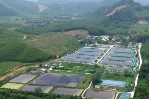 Phạt 4 trang trại chăn nuôi lợn 445 triệu đồng