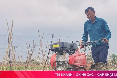 Nông dân Hà Tĩnh tất bật xuống giống, chăm sóc rau vụ tết