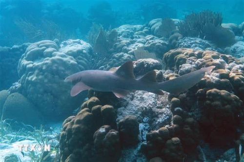 COP17 tìm lời giải tài chính cho đa dạng sinh học