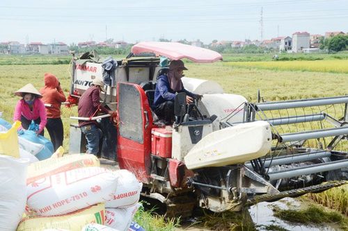 Bắc Ninh thu hoạch gần 50% diện tích lúa mùa