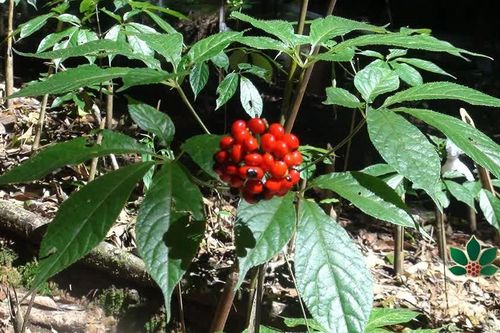 Cách phân biệt sâm Ngọc Linh thật - giả: Không chỉ nhìn hình dáng củ sâm
