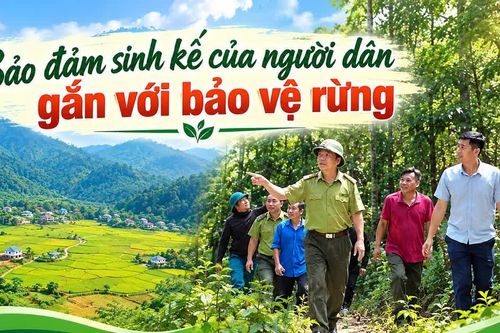 Bảo đảm sinh kế của người dân gắn với bảo vệ rừng