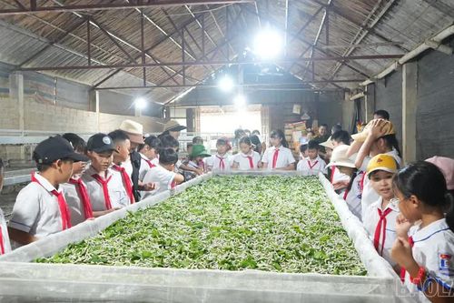 Trấn Yên ra mắt tour du lịch trải nghiệm nông nghiệp xanh năm 2026