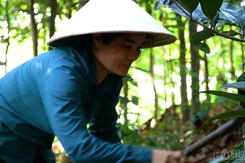“Hoa nở” trên đồi quế