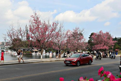 Festival Hoa Đà Lạt 2026 mở rộng dư địa xuất khẩu hoa