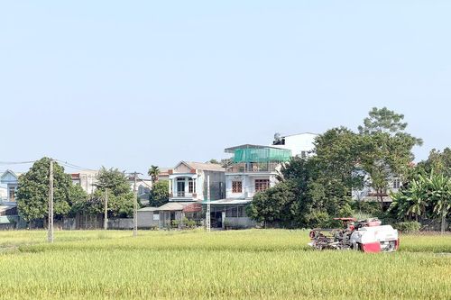 Tập trung sản xuất vụ đông