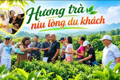 Hương trà níu lòng du khách