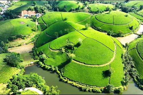 'Tri thức trồng và chế biến chè Thái Nguyên' trở thành Di sản văn hóa phi vật thể quốc gia