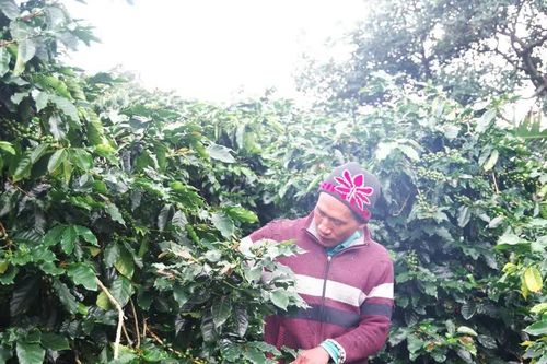 Người dân Lâm Đồng chủ động phòng ngừa trộm cắp cà phê