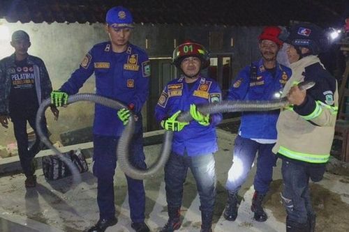 Hổ mang chúa dài 2,5 mét bò vào sân nhà dân, trèo lên yên xe máy gây hoảng loạn