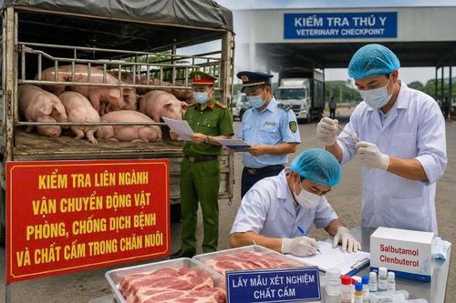 Gia Lai tăng cường kiểm tra chất cấm Salbutamol trong chăn nuôi bảo vệ sức khỏe Nhân dân