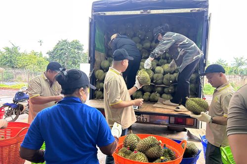 Sầu riêng gần 100.000 đồng/kg, vì sao nhiều nhà vườn vẫn khó hưởng lợi?