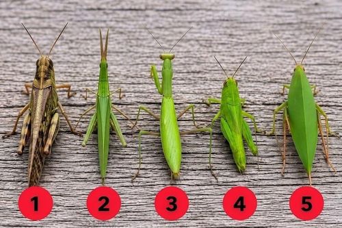 Nhìn hình đoán tên 5 loài côn trùng: Tưởng dễ nhưng 90% trả lời sai