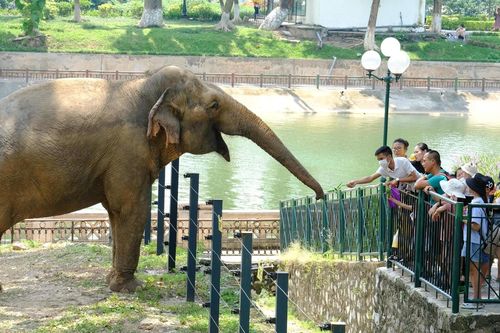 Công viên Thủ Lệ dự kiến chuyển từ xem thú trong lồng sang trải nghiệm hoang dã