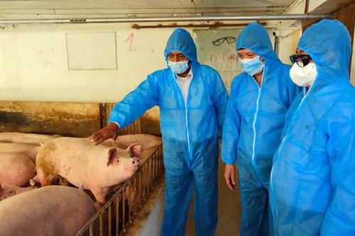 Gỡ vướng từ cơ sở, thúc đẩy chăn nuôi an toàn sinh học