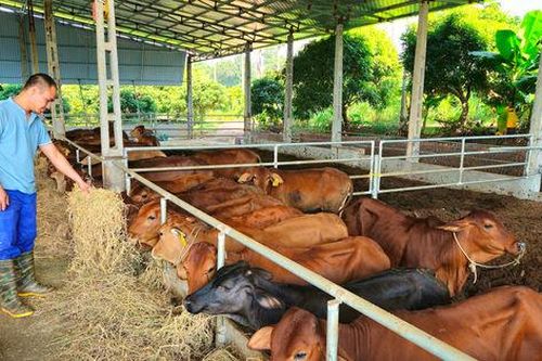 Hội Nông dân xã Vật Lại đồng hành với hội viên phát triển nông nghiệp xanh, bền vững