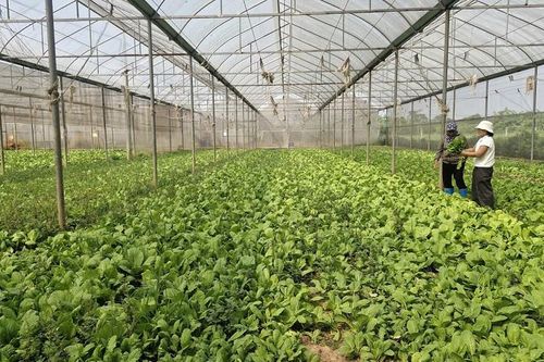 Xã Phú Xuyên: Gần 1.600 hội viên nông dân sản xuất, kinh doanh giỏi