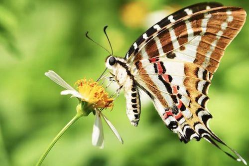 Tháng sinh Âm lịch của người nhân hậu, càng sống tử tế càng gặp may